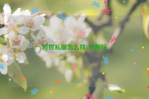 传世私服怎么找5只狗玩